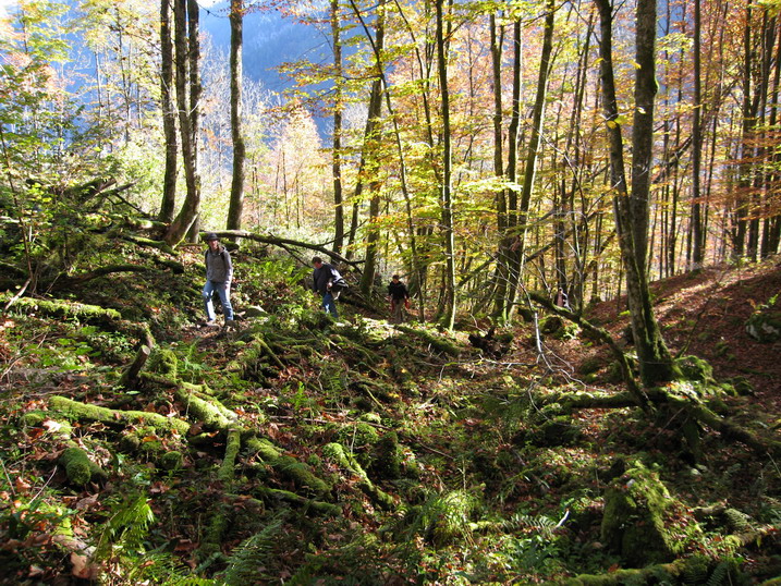 rinnkendl020.JPG